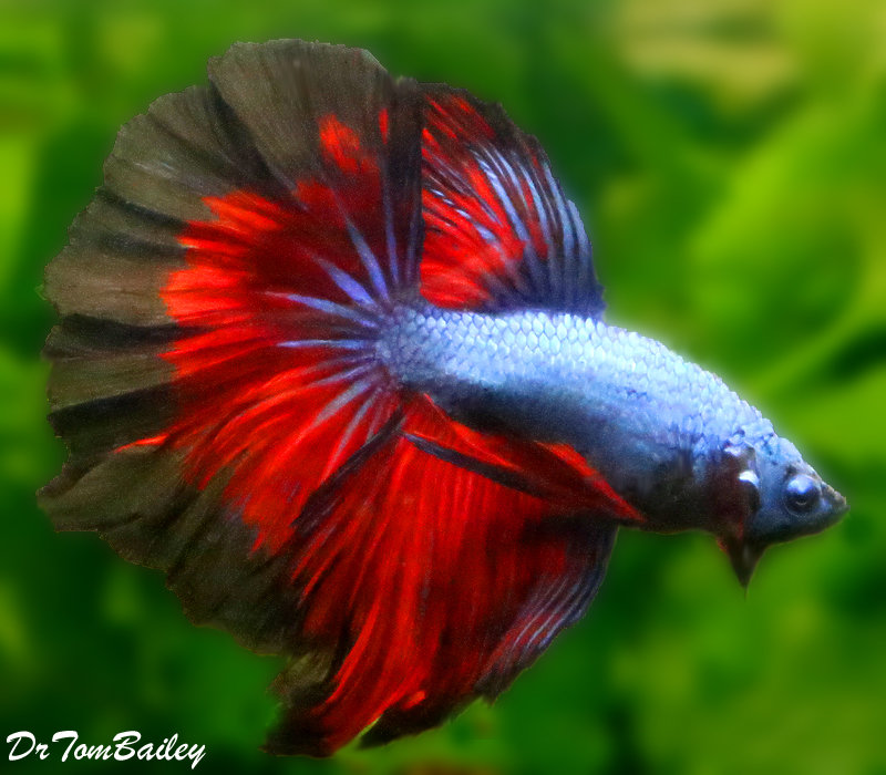 Premium MALE Show Rose Petal Unique Halfmoon Betta Fish, Size: 2.5