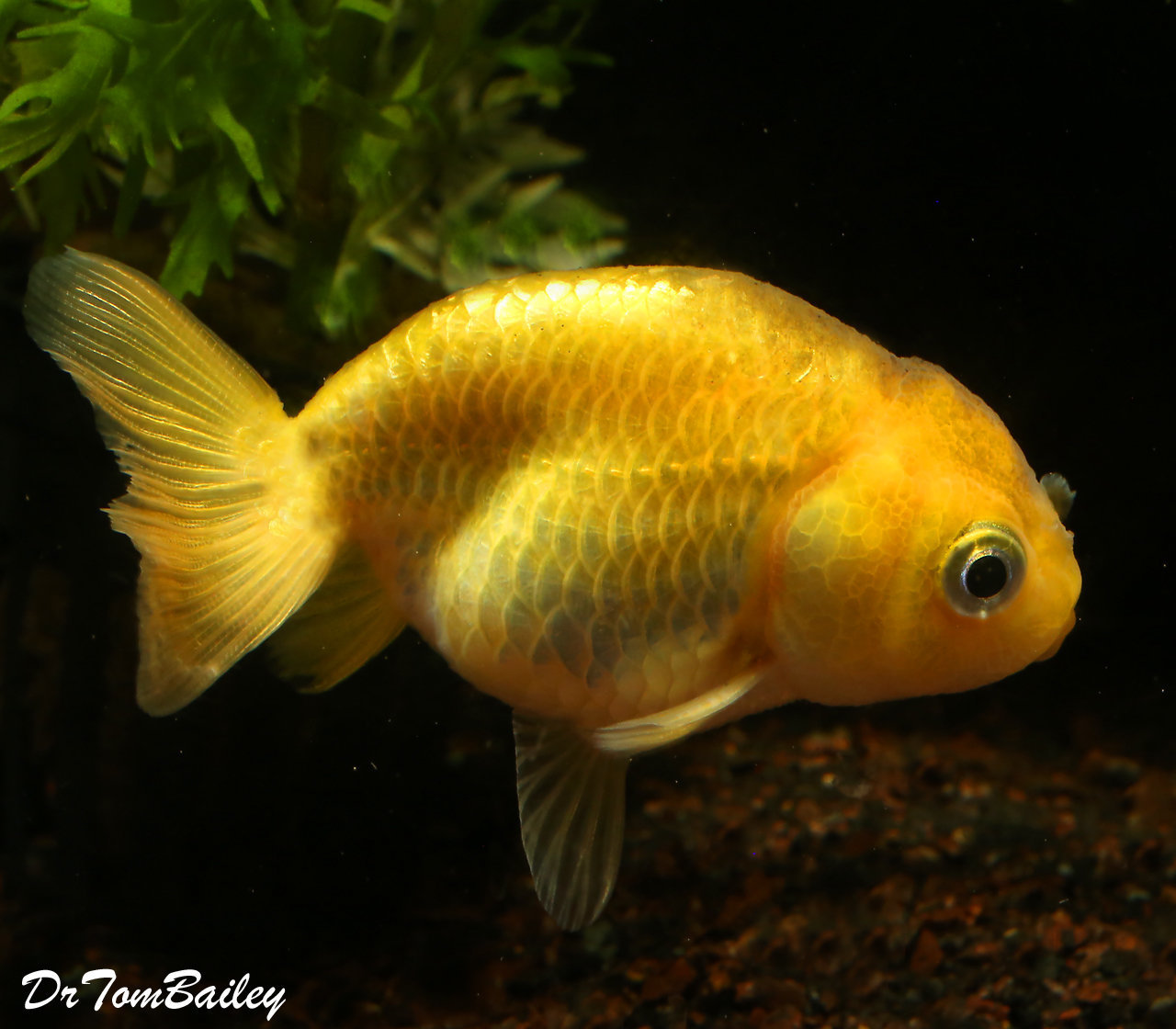 gold fish for sale