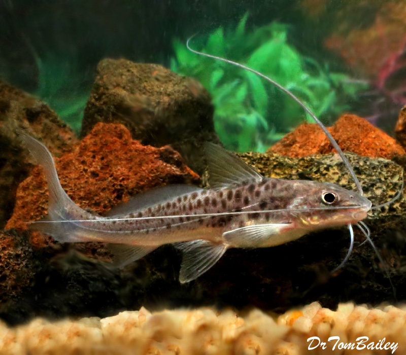 Premium Wild, Rare, Pimelodus Maculatus Catfish, 7" to 8" long.