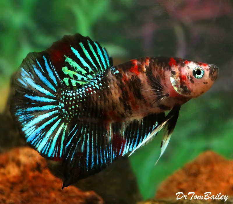 Plakat Bettas