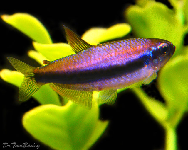 premium blue emperor tetra