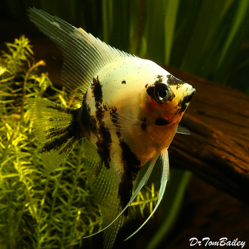 Premium Rare, Panda Angelfish, 1.5