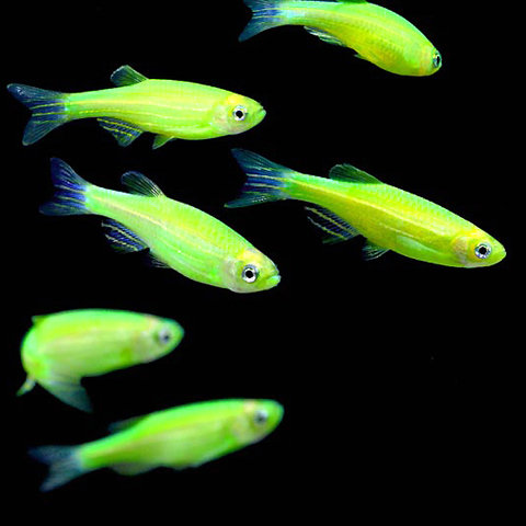 Premium Electric Very-Green GloFish Danio, 1" to 1.2" 2ong