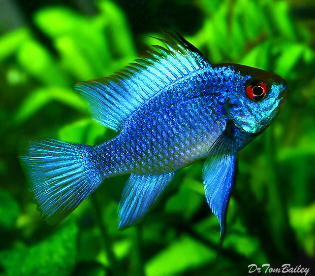 Premium Electric Blue Ram Cichlid, 1" to 1.5" long