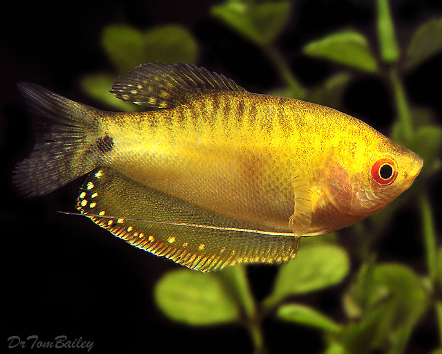 Gourami Fish