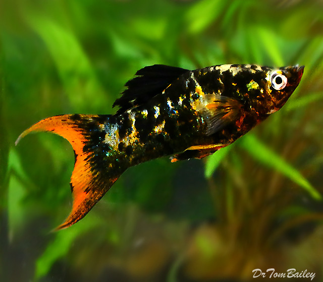 Premium New and Rare Orange Tail  Lyre Molly 2 to 2 5 long