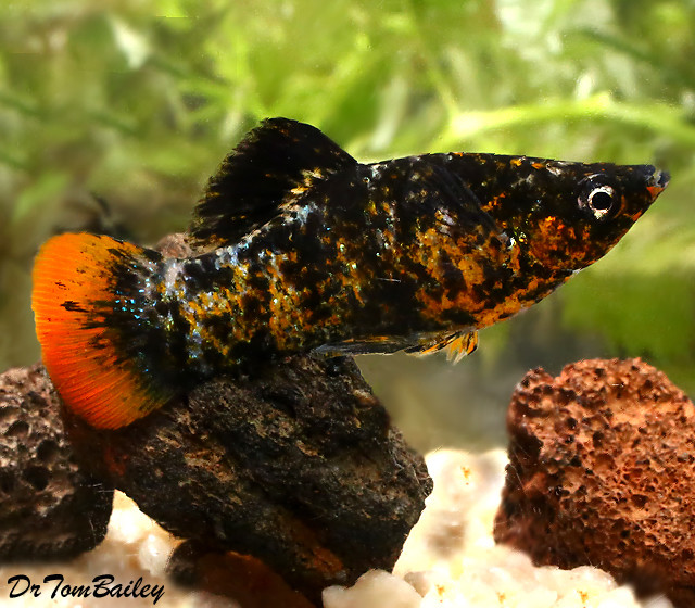 Premium New and Rare Orange Tail  Molly 1 5 to 2 long