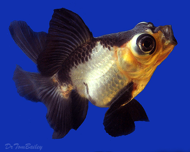 are telescope goldfish live comfortably