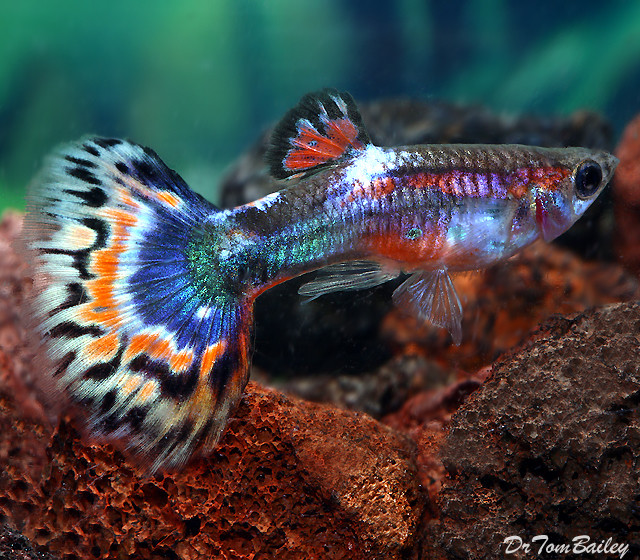 Premium MALE Blue Variegated Fancy Guppy, 1" to 1.5" long