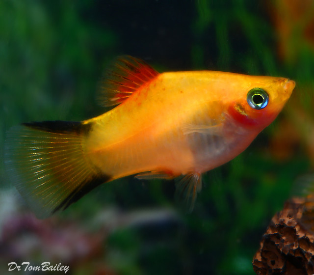 Premium Gold Twin Bar Platy