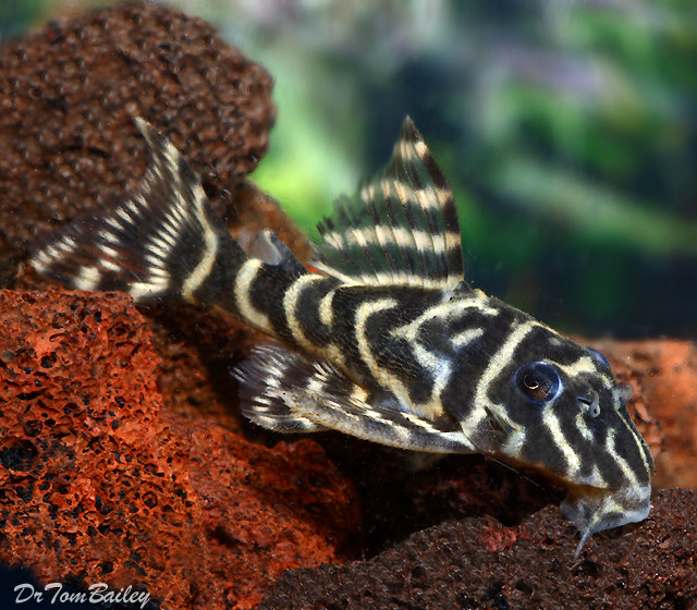 Premium WILD, New, and Rare Orinoco Zebra Pleco