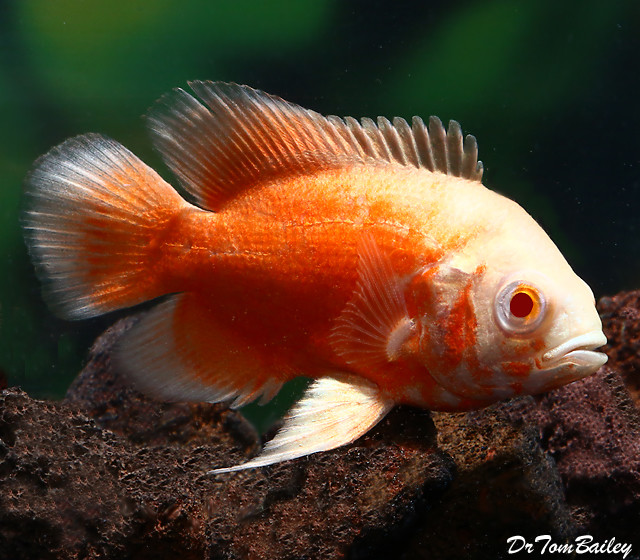 Premium Albino Red Oscar Cichlid Size 2 To 2 5