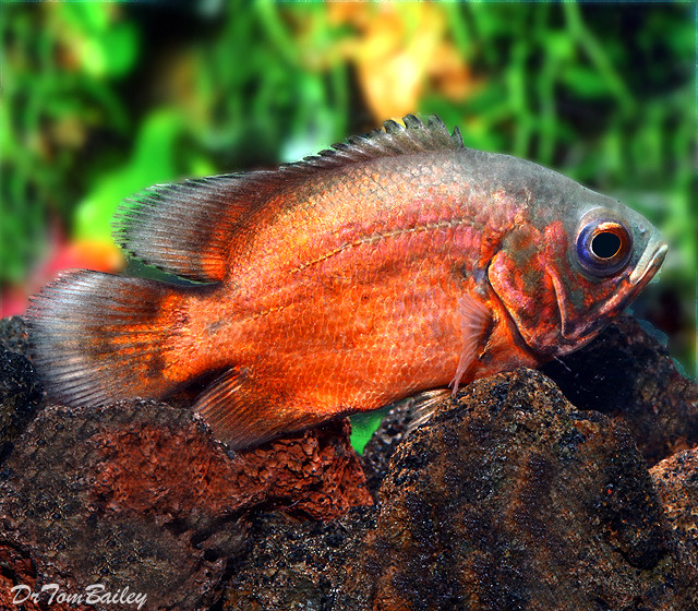 Premium Red Oscar Cichlid Size 2 to 2.5 Premium Red Oscar Cichlid Size 2 to 2.5