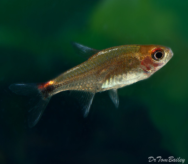 Smaller Tetras