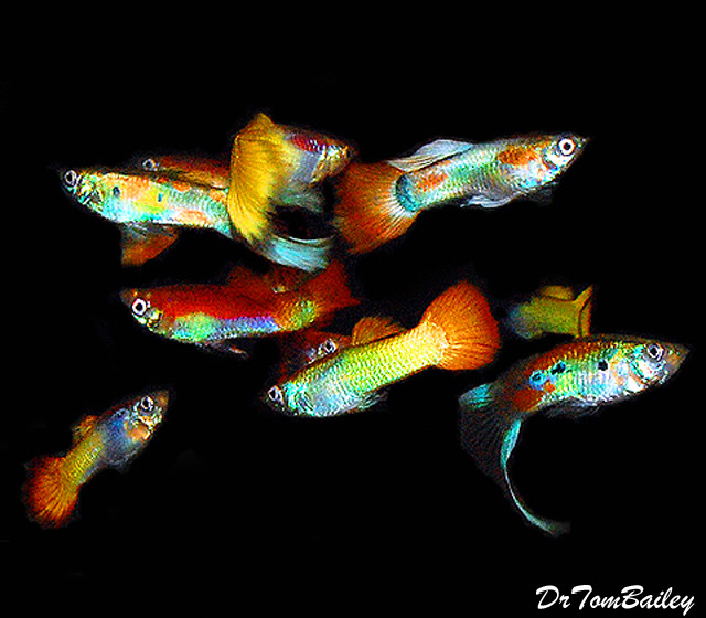 Bargain MALE Fancy Guppies in Assorted Colors 