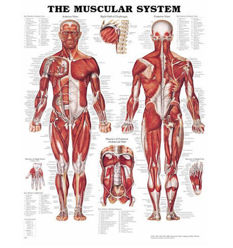 Anatomiska Planscher i Hårdplast 50x65cm (Styrén) 5578946