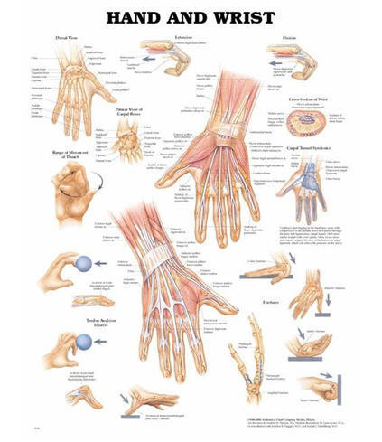 Hand & Handled