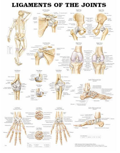Ledernas Ligament