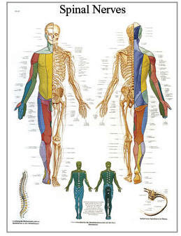 Spinal Nerver (3B)