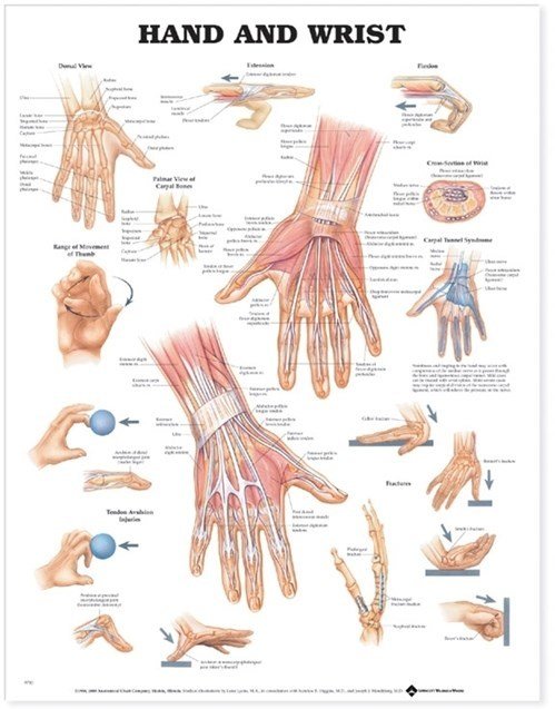 Hand & Handled (ACC)