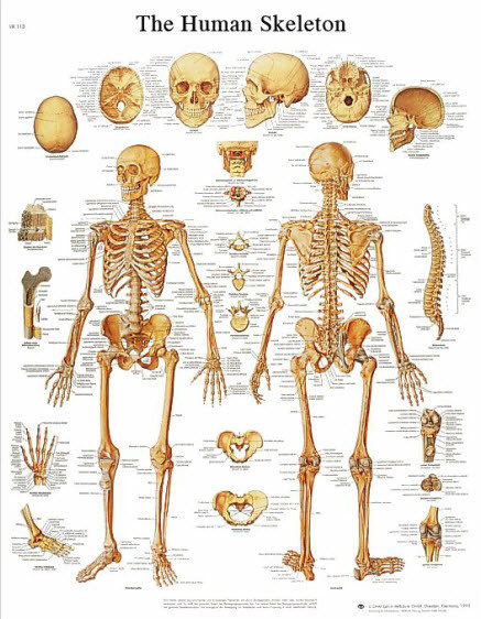 Skelettet (3B)