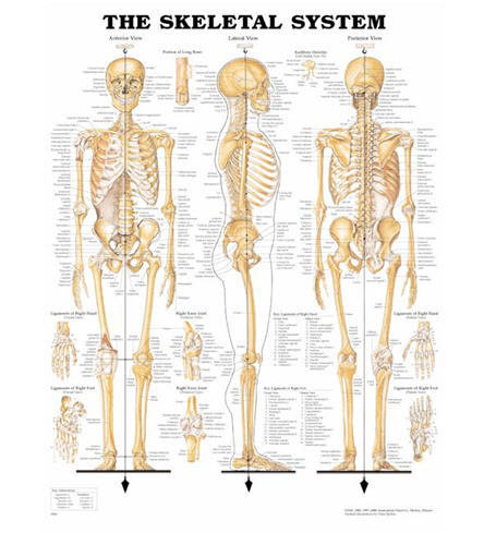 Skelettet (ACC)