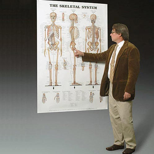 Jätteplansch Muskel eller Skelett 105x155cm