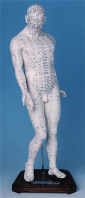 Akupunkturmodell 45 cm 1002220
