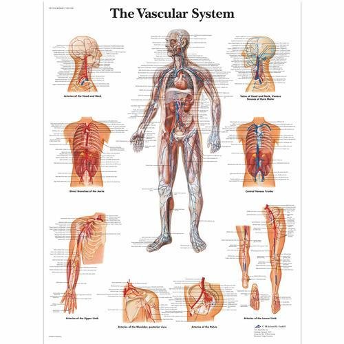 Vascular System (3B)