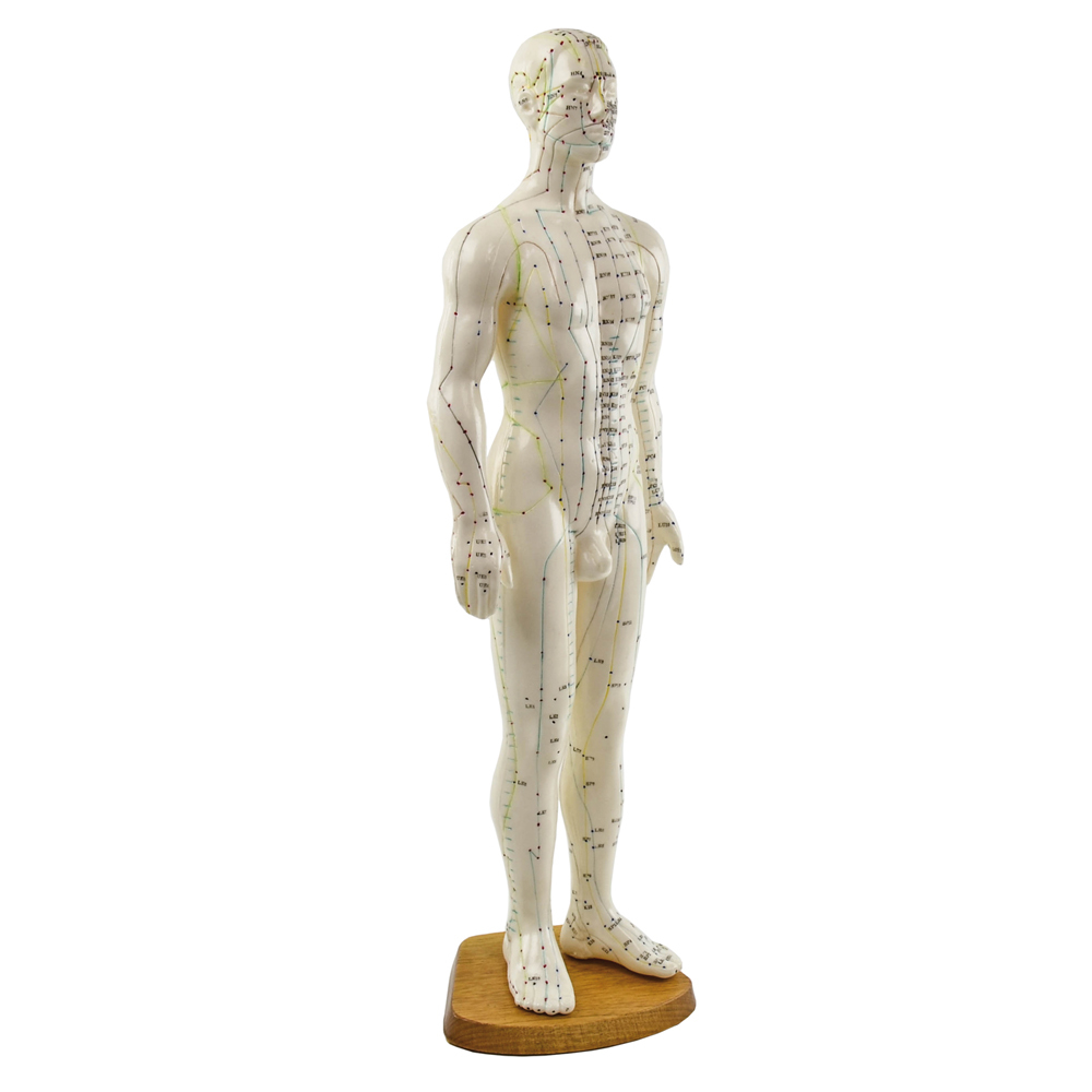 Akupunkturmodell på träplatta 61cm 7214005