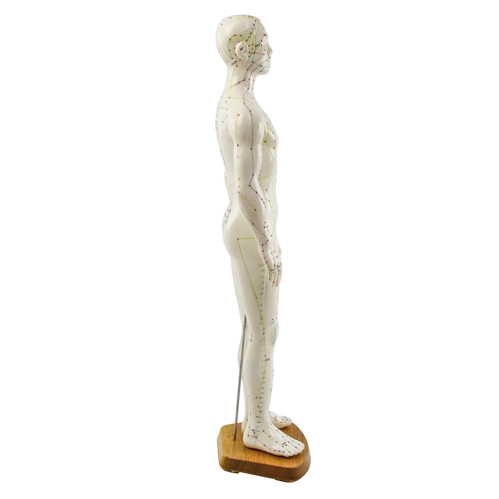 Akupunkturmodell på träplatta 61cm