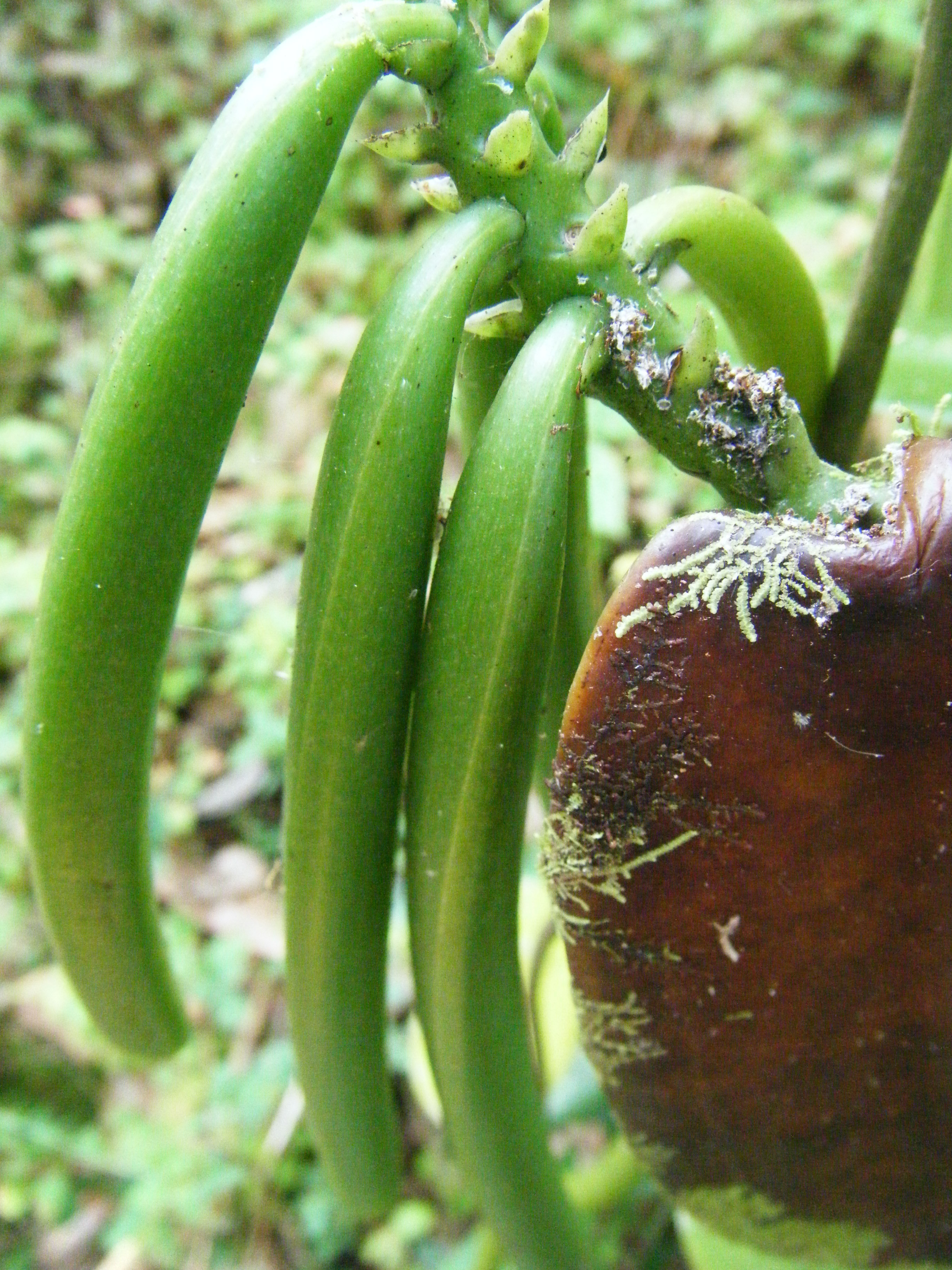 Growing Vanilla Beans