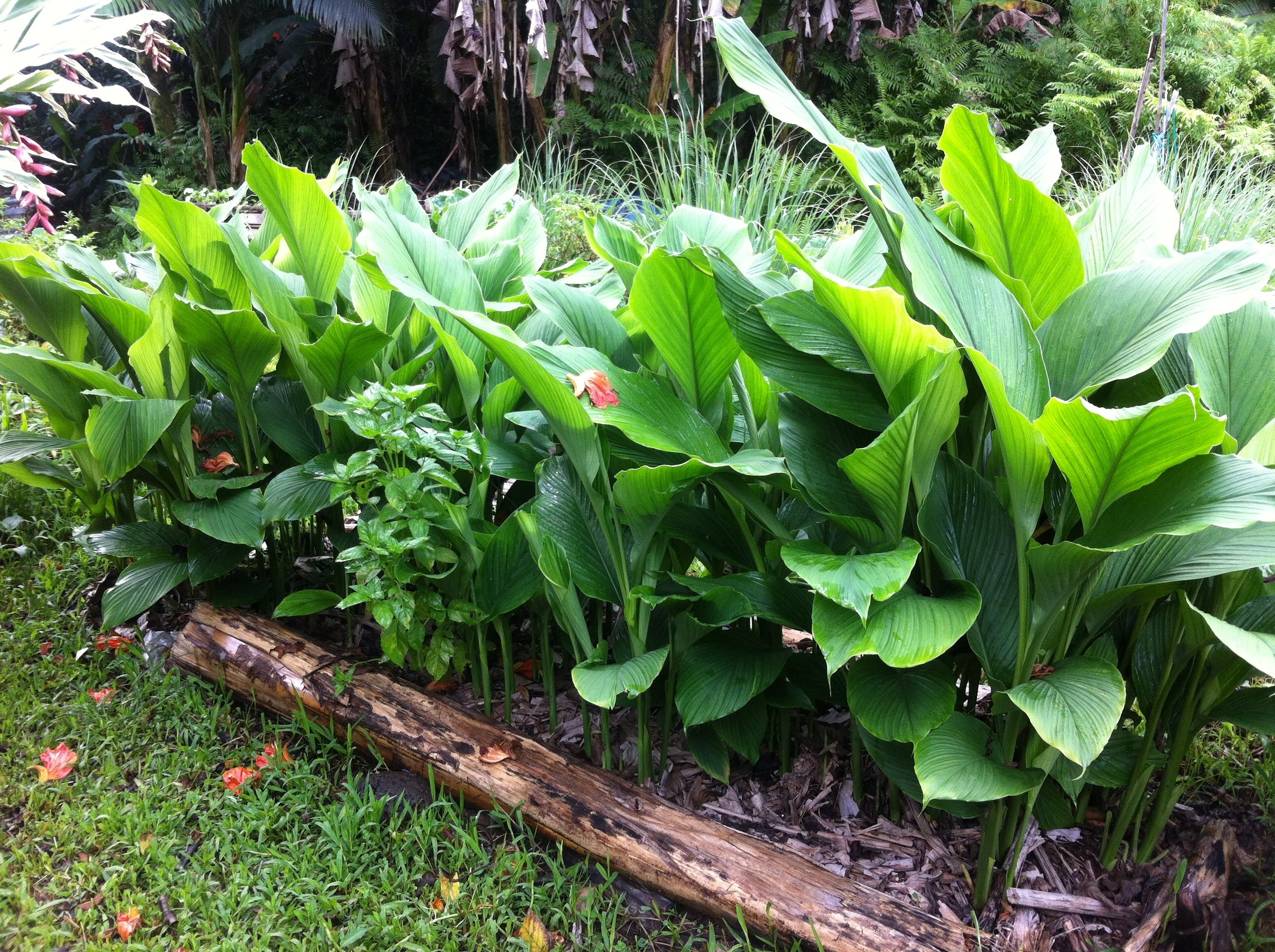Raised beds enhance soil