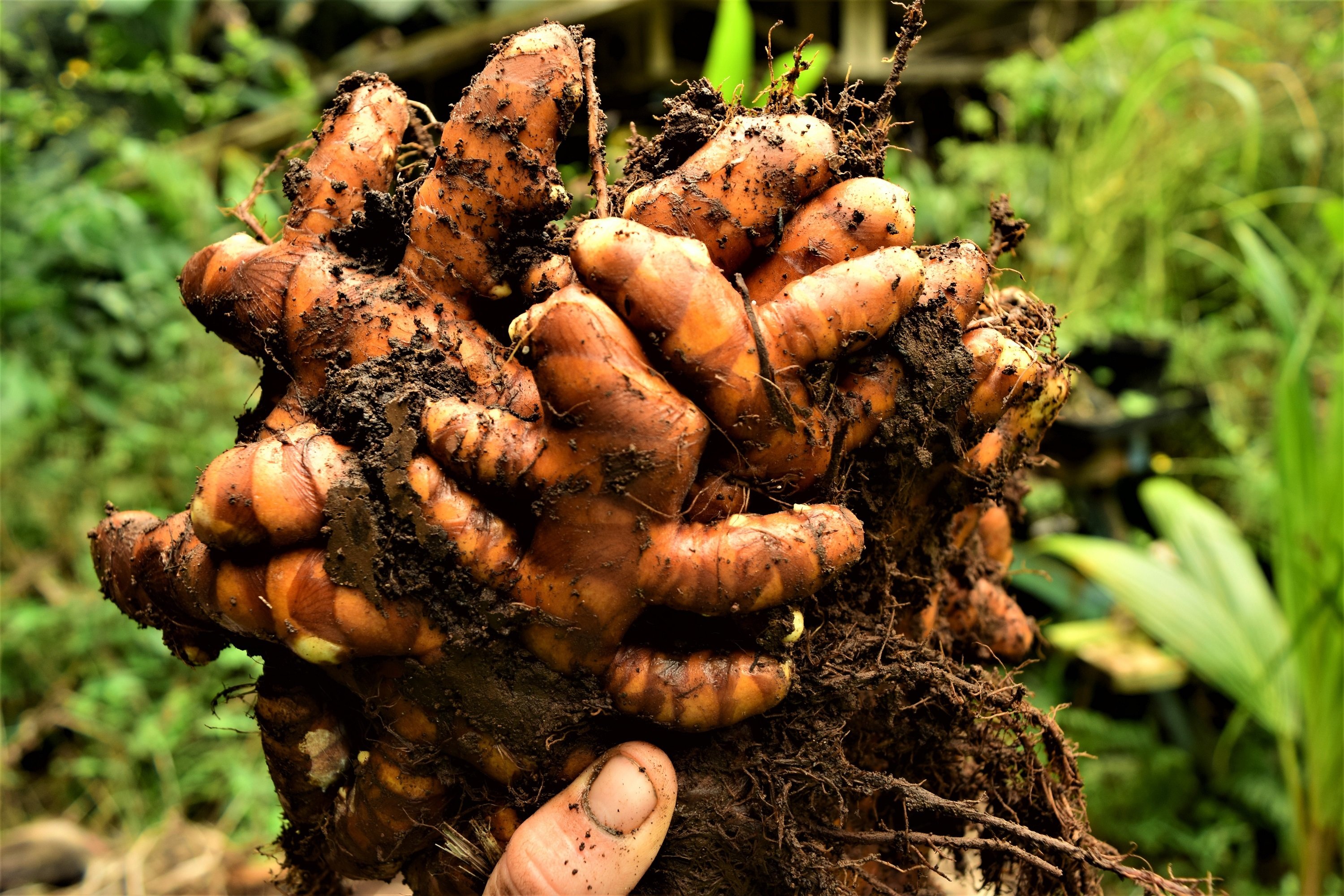 freshly harvested turmeric clump.