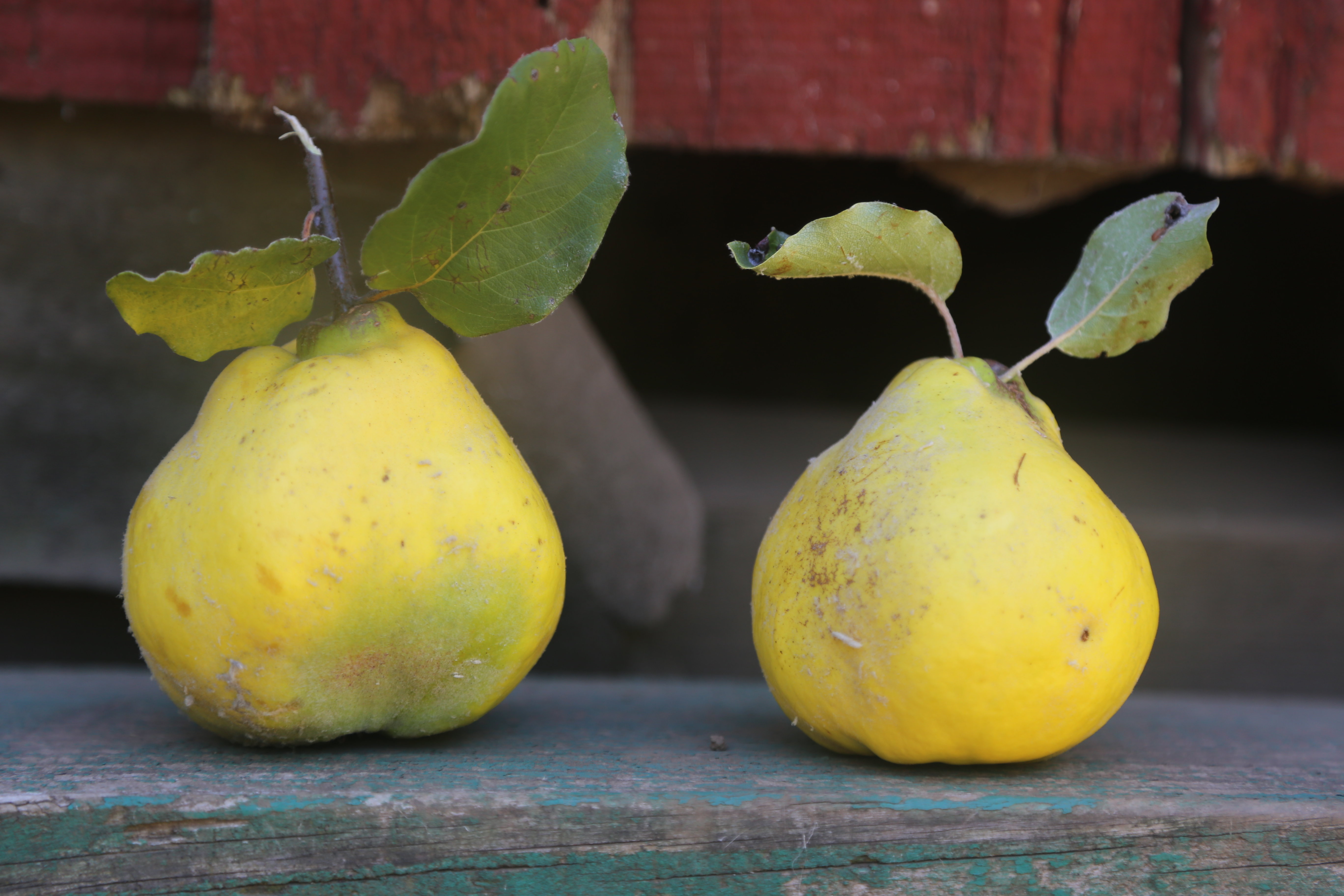 Pineapple Quince | Quince | Fruit Tree CatalogFelix Gillet Institute