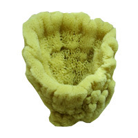Vase Sponge Vase Sponge