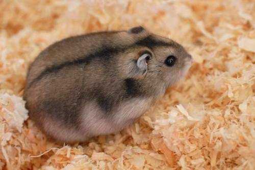 Teddy Bear Hamster Long Short Haired