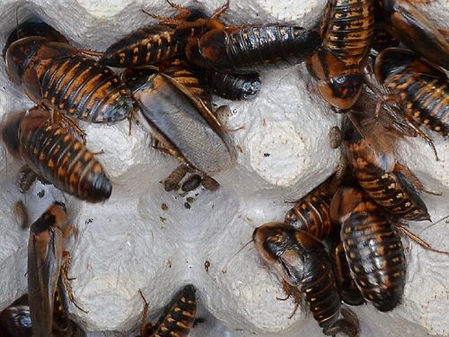 10/30 Older Adult Dubia Roaches 00017