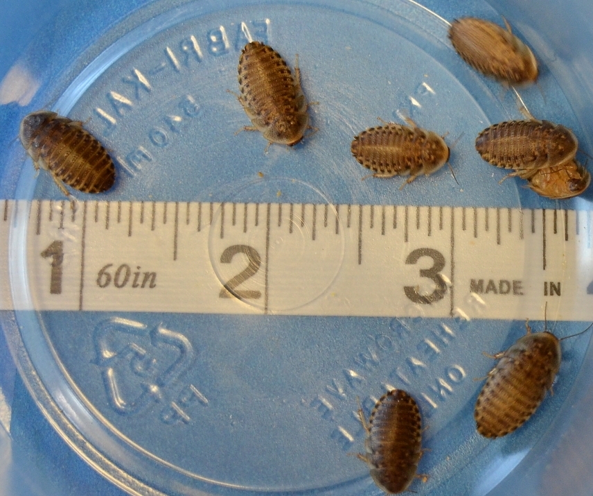 100 Count 1/2 inch Dubia 100sm1/2dubia