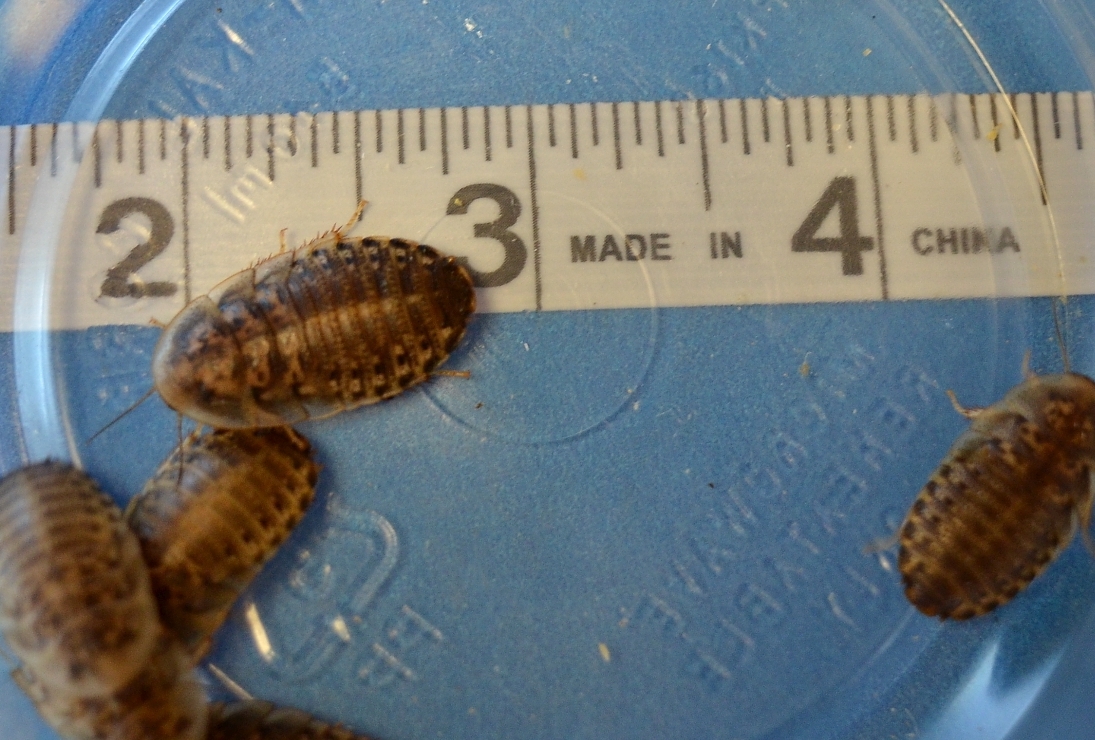 50 Count 1-1.25 inch Dubia 50dubia1-1.25