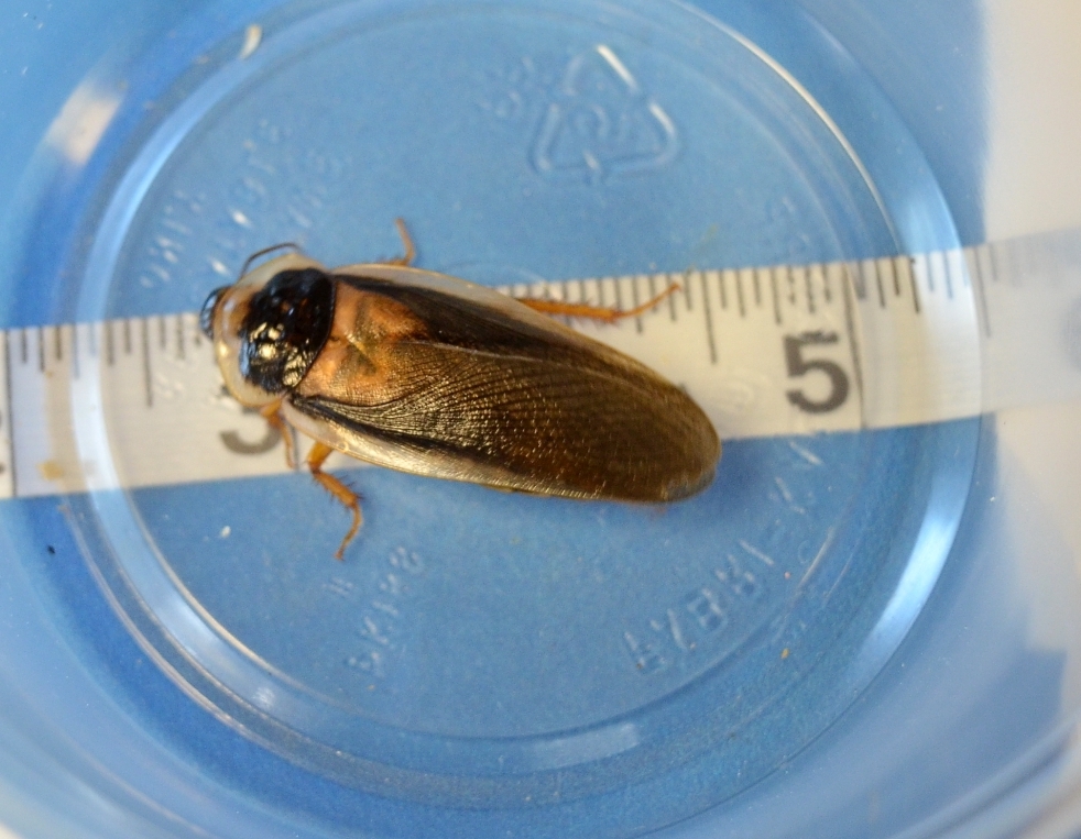 25 Male Dubia Feeders 25maledubia