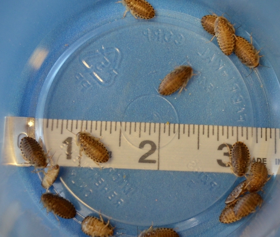 100 Count 3/8 inch Dubia 100sm3/8dubia