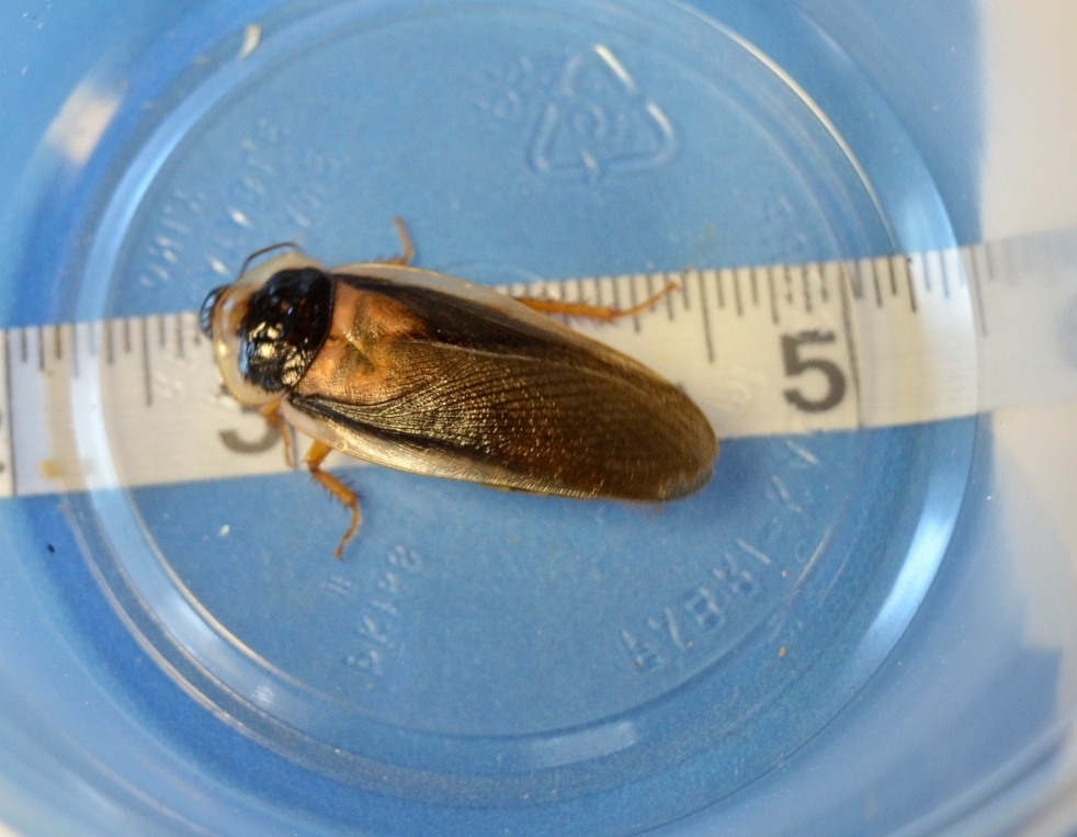 25 Male Dubia Feeders 25maledubia