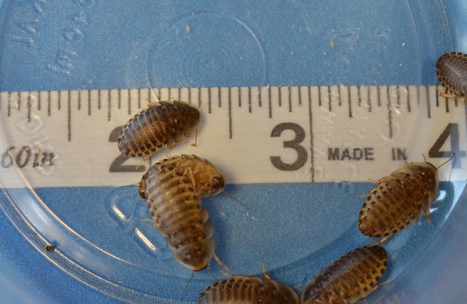 100 Count 5/8 inch Dubia 100sm5/8dubia