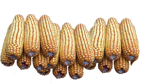 40 lb Bulk (no bags) case of ear corn 40lbnobag