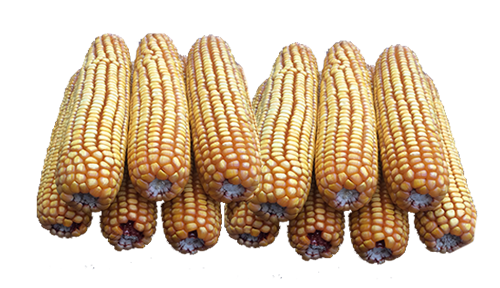 20 lb Bulk (no bags) case of ear corn 20lbbulk
