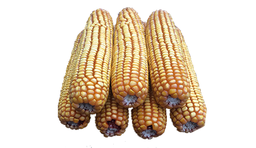 10 lb Bulk (no bags) case of ear corn 10lbbulk