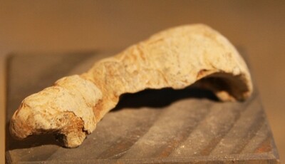 JUST ADDED ON 7/3 - GETTYSBURG / 1ST DAY'S BATTLE / JUST WEST OF REYNOLDS' WOODS - A Small Piece of Twisted Lead - Possibly Part of the Sabot from an Artillery Shell JUST ADDED ON 7/3 - GETTYSBURG / 1ST DAY'S BATTLE / JUST WEST OF REYNOLDS' WOODS - A Small Piece of Twisted Lead - Possibly Part of the Sabot from an Artillery Shell