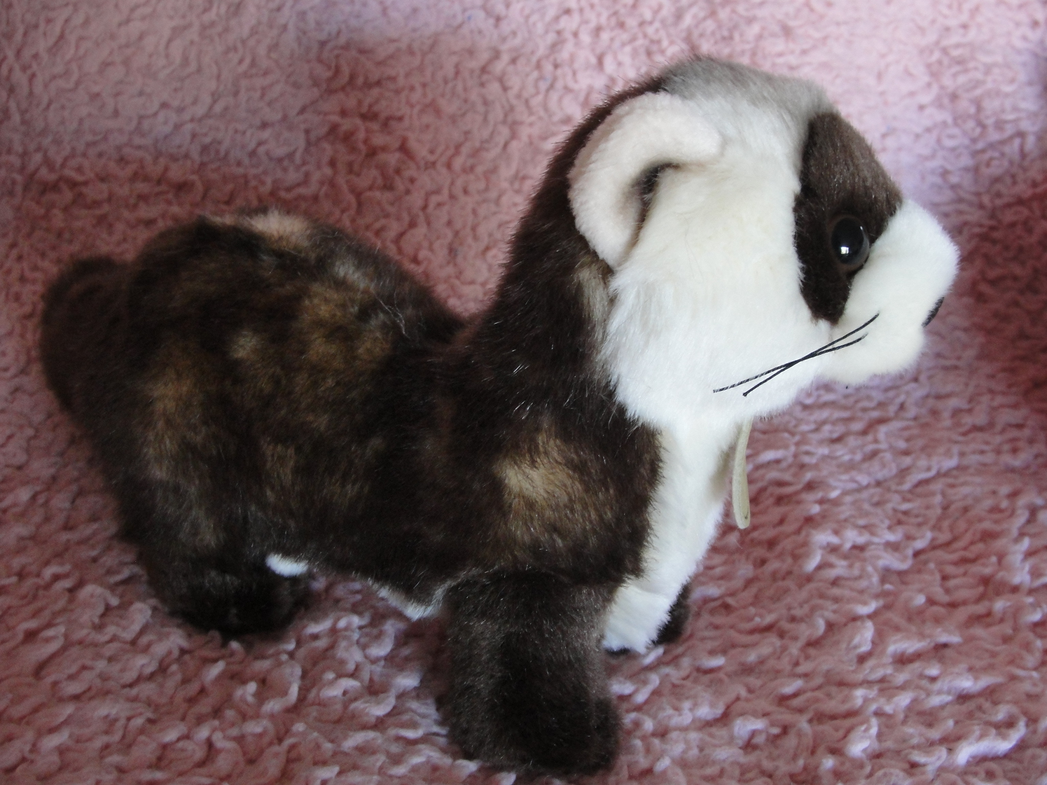 Ferret Right Side