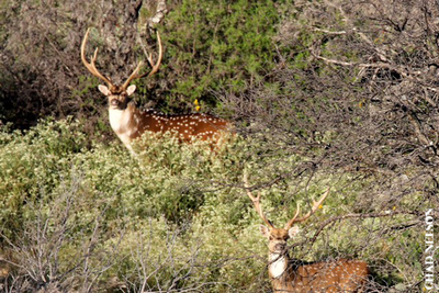 Parent -Child Trophy Whitetail or Exotic Hunt in the Texas Hill Country - 2 day 2 night all inclusive